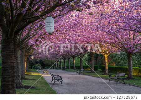 Rombergpark, Dortmund, North Rhine Westphalia, Germany 127529672