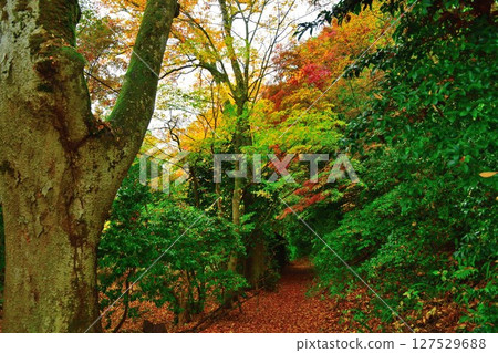 Kamonagase Shrine (Niigata Prefecture) 127529688