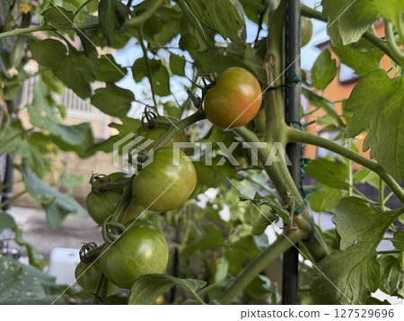 Tomatoes in the vegetable garden 127529696