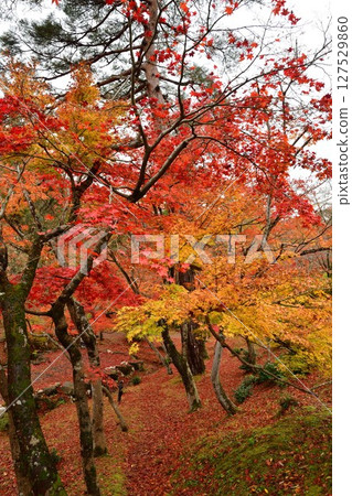 Autumn leaves in Momiji Valley, Yahiko Park (Niigata Prefecture) Autumn leaves in Momiji Valley, Yahiko Park (Niigata Prefecture) 127529860