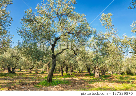 Scenic olive grove with mature trees under clear blue sky in spring sunlight in rural Mediterranean landscape 127529870
