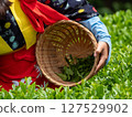 Tea pickers in Korakuen pick tea leaves 127529902