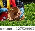 The moment when a tea picker in Korakuen picks tea leaves 127529903
