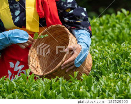 The moment when a tea picker in Korakuen picks tea leaves The moment when a tea picker in Korakuen picks tea leaves 127529903