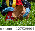 A tea picker in Korakuen holds her basket 127529904