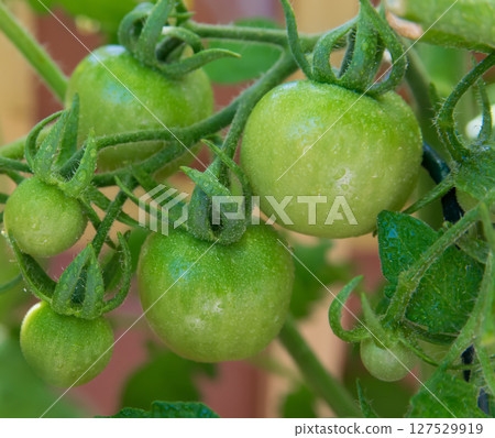 A little green tomato on the fresh bush in spring garden.  127529919