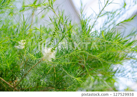 初夏盛開的茶樹花 127529938