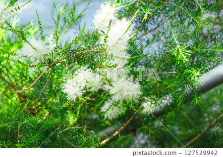 Tea tree flowers blooming in early summer 127529942