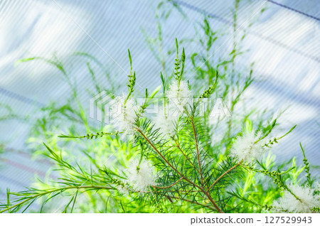 Blue sky and tea tree flowers Blue sky and tea tree flowers 127529943