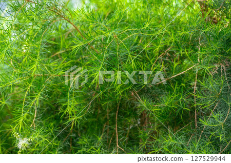 茶樹新芽萌發時 茶樹新芽萌發時 127529944