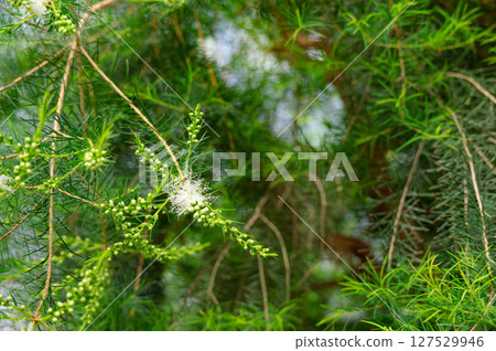 Tea tree flowers blooming in early summer 127529946