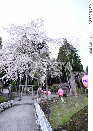 小野津島神社的天王櫻 127529970