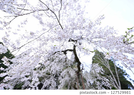 小野津島神社的天王櫻 127529981