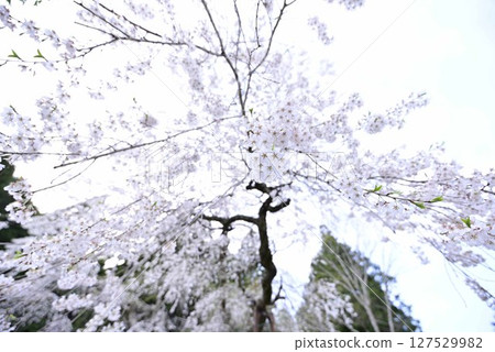 小野津島神社的天王櫻 小野津島神社的天王櫻 127529982