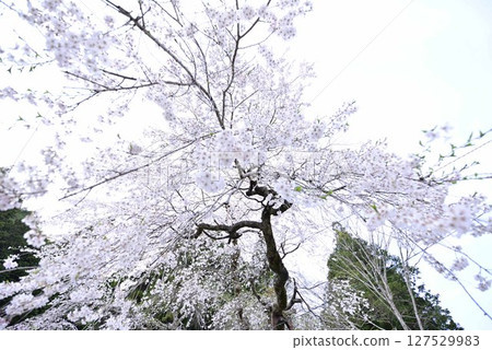 小野津島神社的天王櫻 小野津島神社的天王櫻 127529983