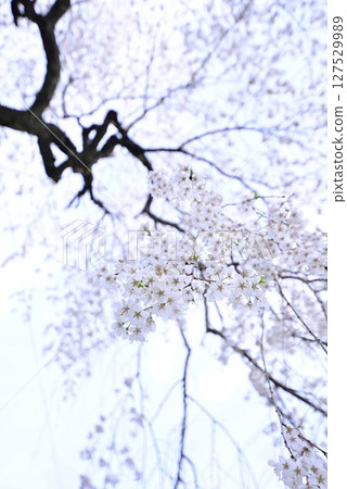 Tenno Sakura at Onotsushima Shrine 127529989