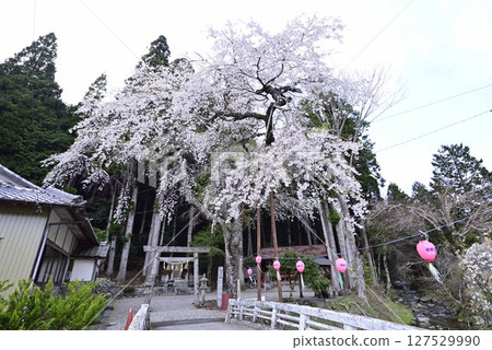 Tenno Sakura at Onotsushima Shrine 127529990