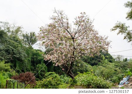 越南的粉紅櫻花一下子盛開，純淨的天空晴朗，自然的光線溫柔。 127530157