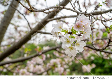 白色的櫻花樹冠聳立在纖細的樹枝之上,背景質樸,柔和的自然光透過樹冠照射進來。 白色的櫻花樹冠聳立在纖細的樹枝之上,背景質樸,柔和的自然光透過樹冠照射進來。 127530208
