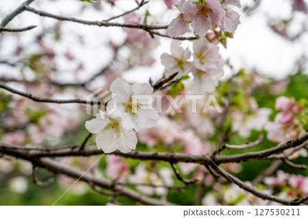 A white cherry blossom canopy stands above the thin branches of a tree, with a rustic background, and soft natural light shines through. A white cherry blossom canopy stands above the thin branches of a tree, with a rustic background, and soft natural light shines through. 127530211