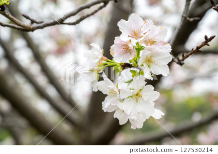 A white cherry blossom canopy stands above the thin branches of a tree, with a rustic background, and soft natural light shines through. A white cherry blossom canopy stands above the thin branches of a tree, with a rustic background, and soft natural light shines through. 127530214