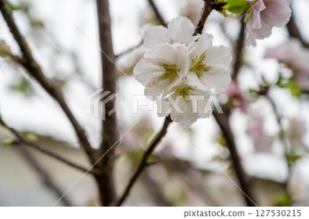 A white cherry blossom canopy stands above the thin branches of a tree, with a rustic background, and soft natural light shines through. A white cherry blossom canopy stands above the thin branches of a tree, with a rustic background, and soft natural light shines through. 127530215
