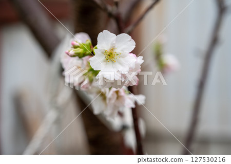 A white cherry blossom canopy stands above the thin branches of a tree, with a rustic background, and soft natural light shines through. A white cherry blossom canopy stands above the thin branches of a tree, with a rustic background, and soft natural light shines through. 127530216