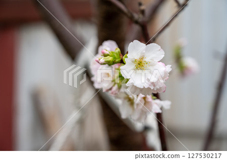 A white cherry blossom canopy stands above the thin branches of a tree, with a rustic background, and soft natural light shines through. 127530217