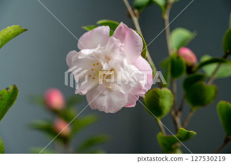 精緻的粉狀紅色茶梅花朵略微露出於水面下，雄蕊柔韌，出現在柔和的背景之下。 127530219