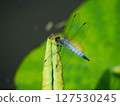 A large dragonfly resting on a lotus leaf 127530245