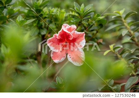 特製拍照鏡頭：一小時白粉，黑白色彩，倒映綠葉，凸頭，嬌艷花朵，春天天籟般的生氣。 127530246