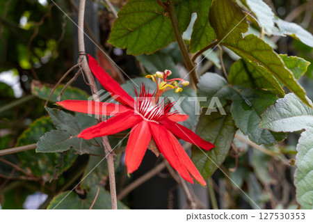 Special photo mirror head: A red western lotus with a bright color, a white yellow color with a complex flower heart, and a background of a city flower garden. 127530353
