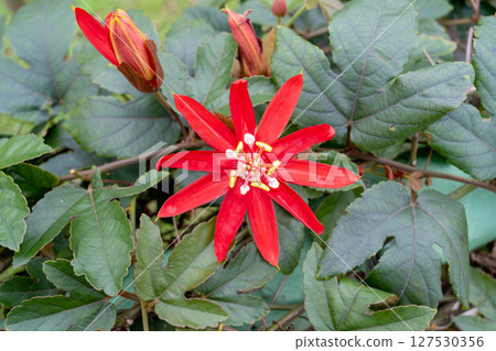 Special photo mirror head: A red western lotus with a bright color, a white yellow color with a complex flower heart, and a background of a city flower garden. 127530356