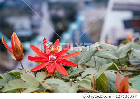 特製照片鏡頭:一株色澤鮮豔的紅色西洋蓮花,花心複雜的白黃色,以城市花園為背景。 特製照片鏡頭:一株色澤鮮豔的紅色西洋蓮花,花心複雜的白黃色,以城市花園為背景。 127530357
