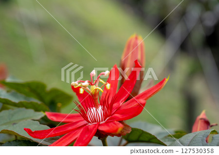 特製照片鏡頭:一株色澤鮮豔的紅色西洋蓮花,花心複雜的白黃色,以城市花園為背景。 特製照片鏡頭:一株色澤鮮豔的紅色西洋蓮花,花心複雜的白黃色,以城市花園為背景。 127530358