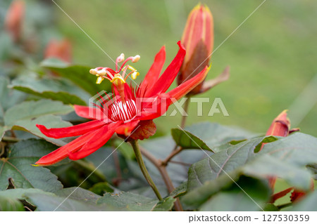 Special photo mirror head: A red western lotus with a bright color, a white yellow color with a complex flower heart, and a background of a city flower garden. 127530359