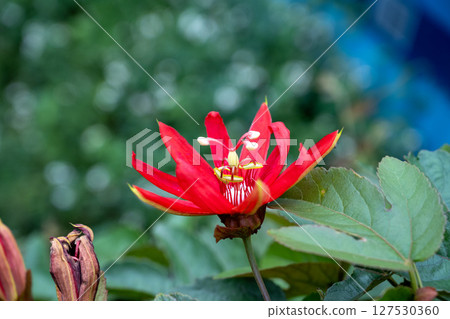 特製照片鏡頭：一株色澤鮮豔的紅色西洋蓮花，花心複雜的白黃色，以城市花園為背景。 127530360