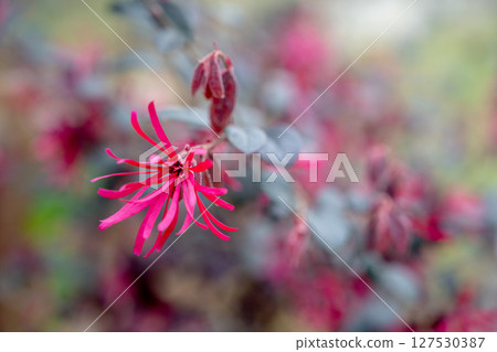 A special photo of a shrub with autumn leaves in a beautiful landscape park. A special photo of a shrub with autumn leaves in a beautiful landscape park. 127530387