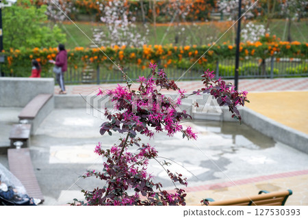 A special photo of a shrub with autumn leaves in a beautiful landscape park. 127530393