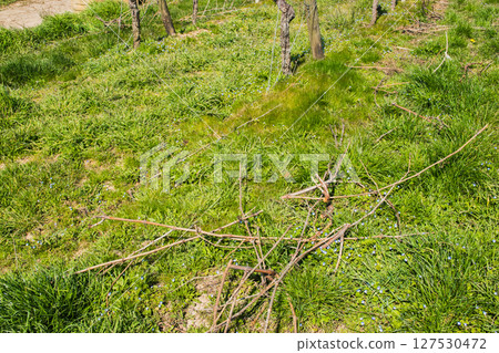 Green beautiful forest with much grass in spring season and sunny weather. Green beautiful forest with much grass in spring season and sunny weather. 127530472
