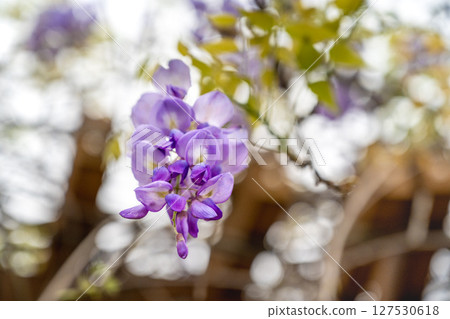 Spring sky, purple wisteria flowers leaning above the cool pavilion, under a lattice background, with soft natural light reflections. 127530618