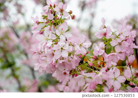 Powdered pink cherry blossoms in a single, calming atmosphere under the pure sky projection, under gentle natural light. Powdered pink cherry blossoms in a single, calming atmosphere under the pure sky projection, under gentle natural light. 127530853