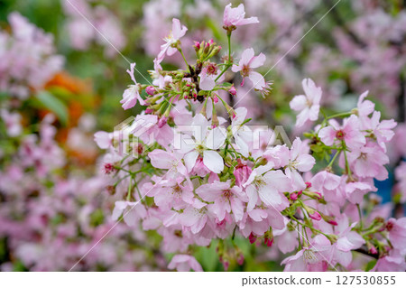 粉粉色的櫻花在純淨的天空投影下,在柔和的自然光下,呈現出一種寧靜的氛圍。 粉粉色的櫻花在純淨的天空投影下,在柔和的自然光下,呈現出一種寧靜的氛圍。 127530855