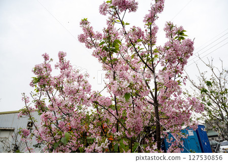 粉粉色的櫻花在純淨的天空投影下,在柔和的自然光下,呈現出一種寧靜的氛圍。 粉粉色的櫻花在純淨的天空投影下,在柔和的自然光下,呈現出一種寧靜的氛圍。 127530856