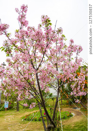粉粉色的櫻花在純淨的天空投影下，在柔和的自然光下，呈現出一種寧靜的氛圍。 127530857