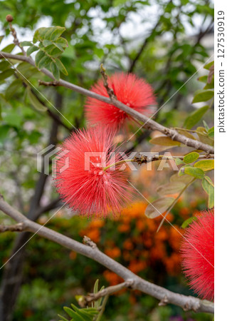 鮮豔的紅色粉撲花朵在柔和的花園背景下的樹枝上. 127530919