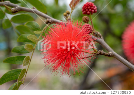 鮮豔的紅色粉撲花朵在柔和的花園背景下的樹枝上. 127530920