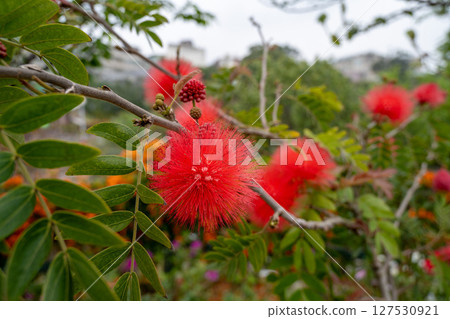 鮮豔的紅色粉撲花朵在柔和的花園背景下的樹枝上. 鮮豔的紅色粉撲花朵在柔和的花園背景下的樹枝上. 127530921