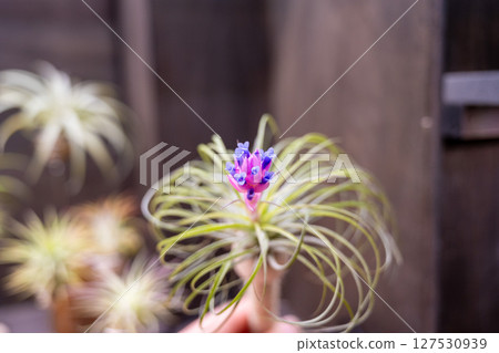 木製花瓶中擺放著許多鐵蘭花空氣植物,其葉子尖尖的,植物圖案簡單。 木製花瓶中擺放著許多鐵蘭花空氣植物,其葉子尖尖的,植物圖案簡單。 127530939
