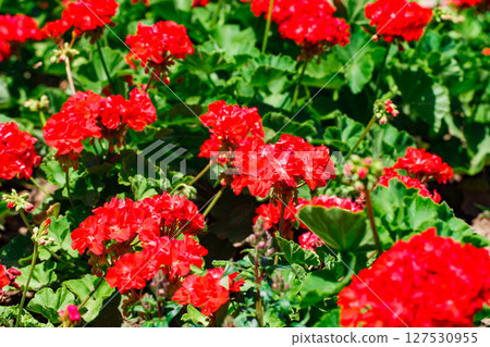 Flowers with red petals on buds on flower bed close-up, selective focus Flowers with red petals on buds on flower bed close-up, selective focus 127530955